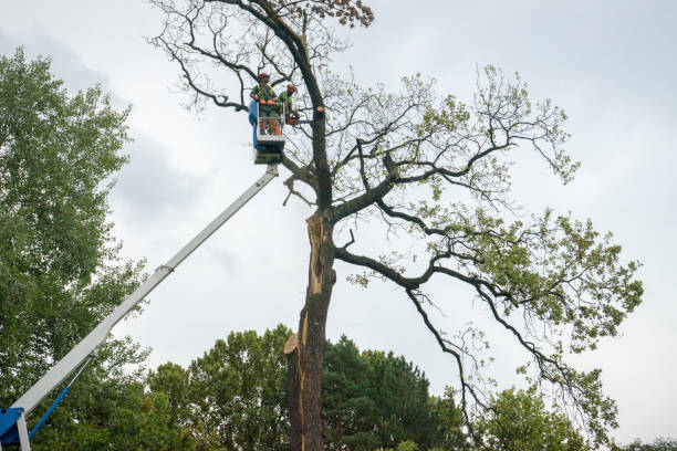 How Our Tree Care Process Works  in  Batavia, NY